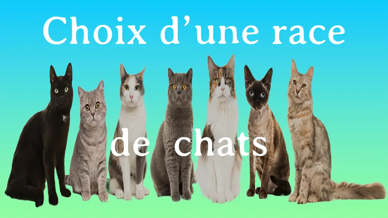 Choix d'une race de chats