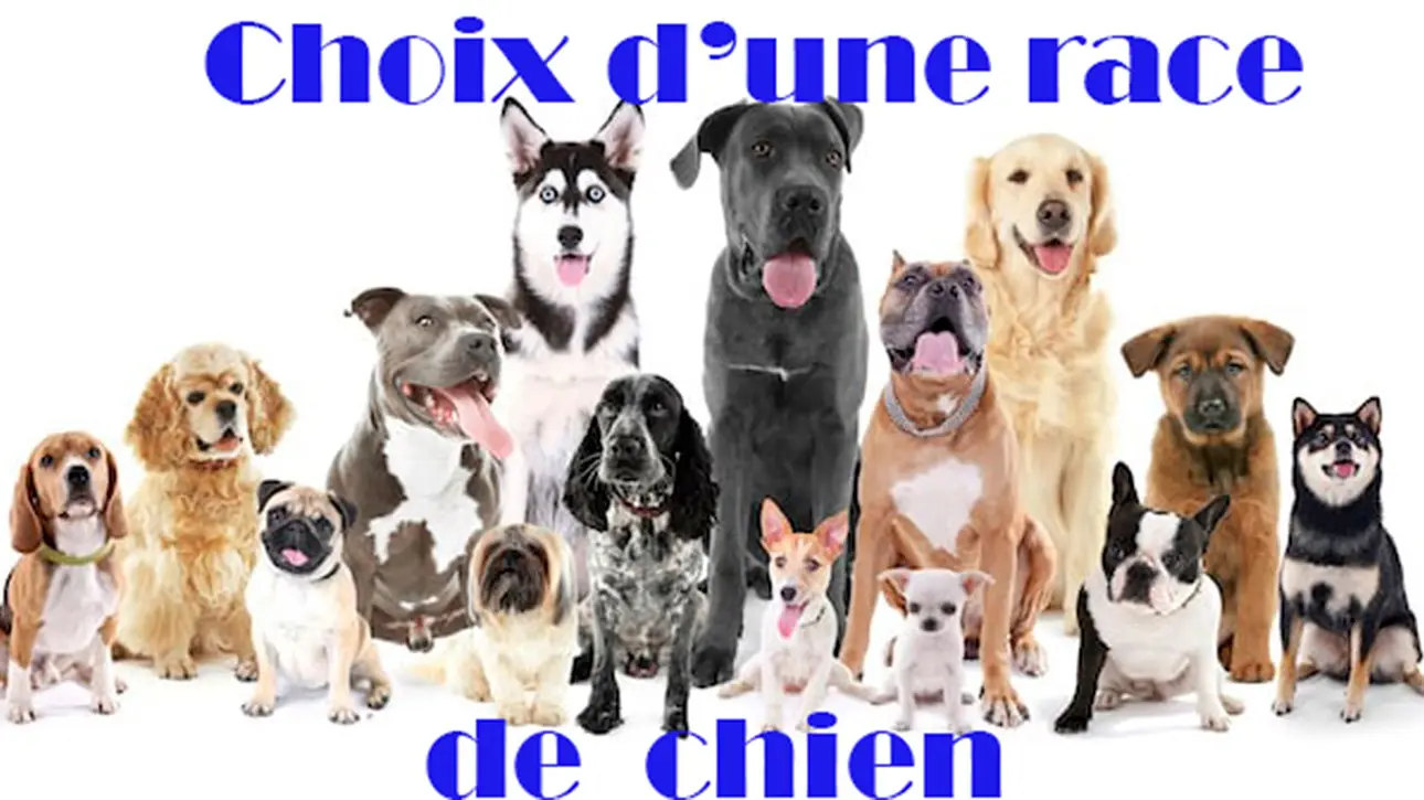 Choix d'une race de chiens