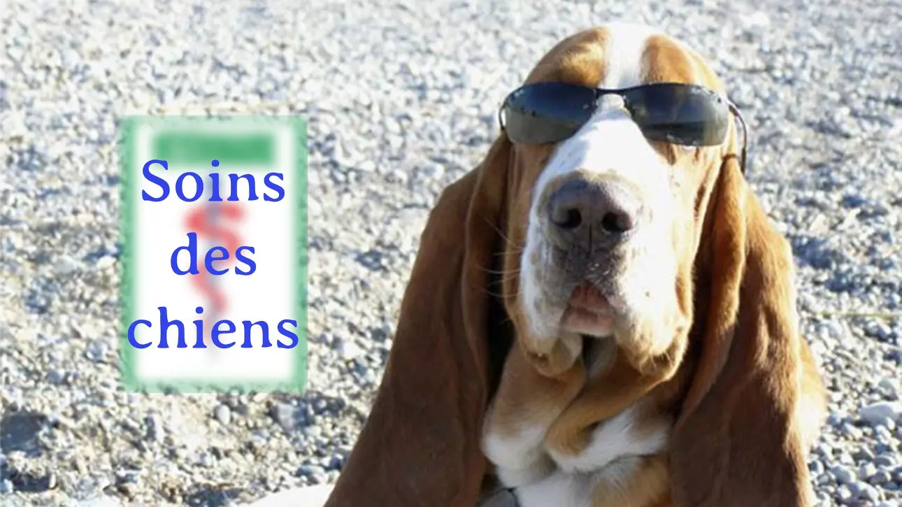 Soins des chiens